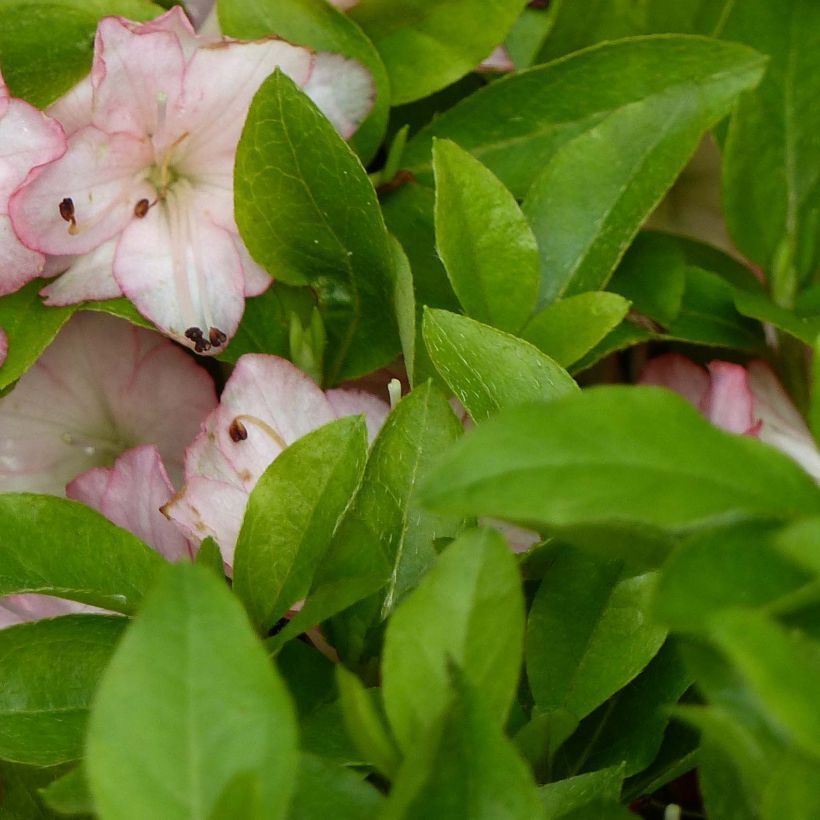 Azalea kaempferi Peggy Ann (Fogliame)