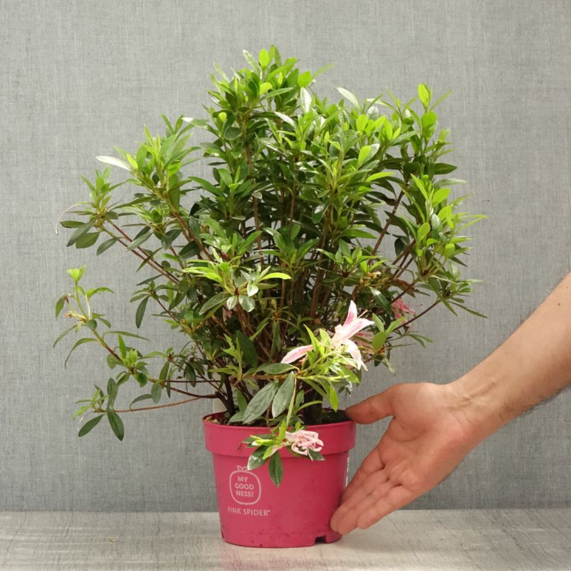 Azalée du Japon Pink Spider - Rhododendron hybride - Pot de 2L/3L esemplare consegnato in primavera