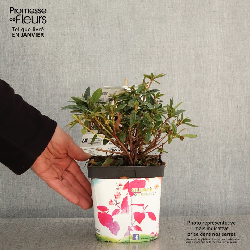 Azalée du Japon Purple Splendor - Rhododendron hybride en pot de 2/3L esemplare consegnato in inverno