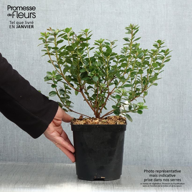 Azalée du Japon Sachsenstern - Rhododendron hybride Pot 3/4L esemplare consegnato in inverno