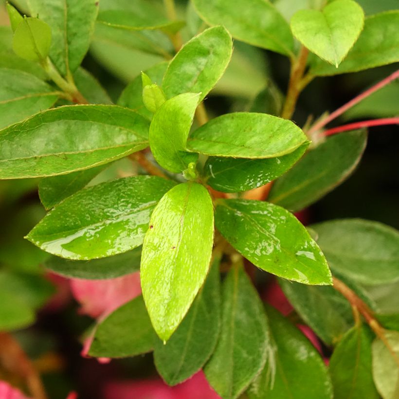 Azalea japonica Vuyk's Rosyred (Fogliame)