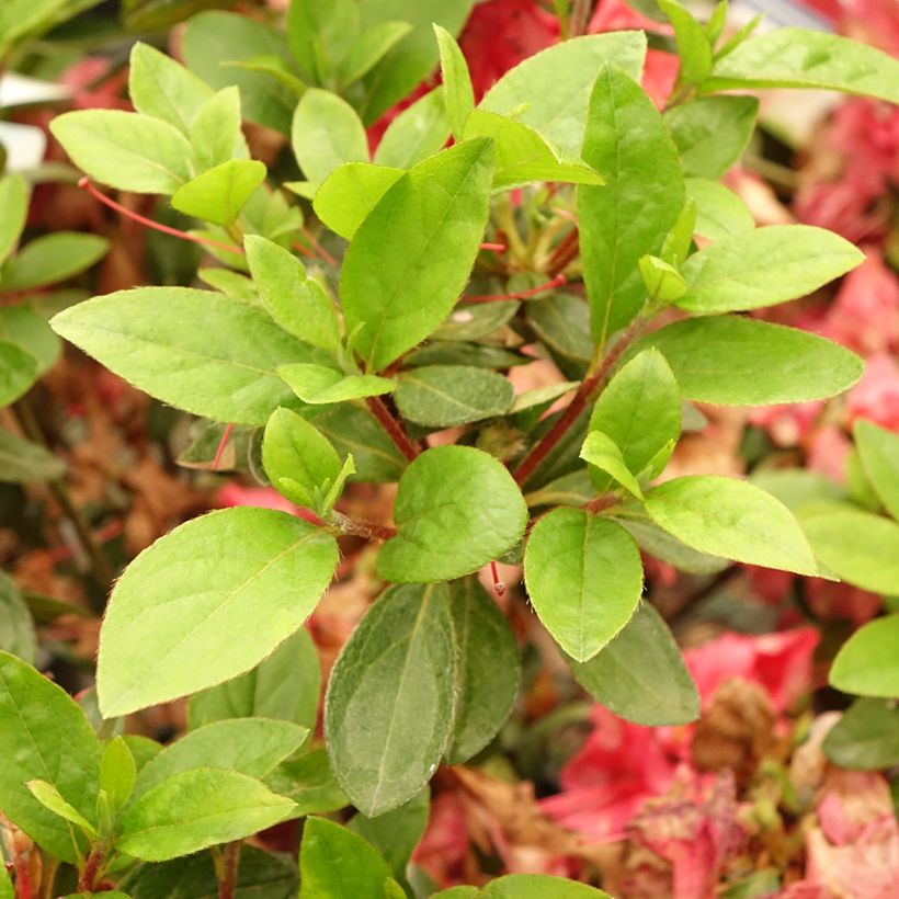 Azalea japonica Vuyk's Scarlet (Fogliame)