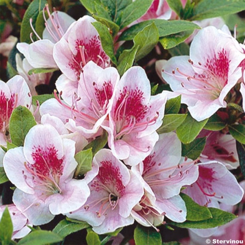 Azalea Ho Oden (Fioritura)