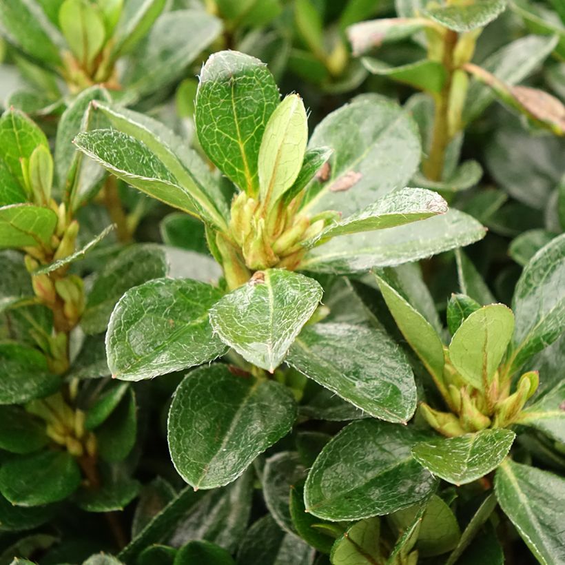 Azalea japonica Izumi no mai (Fogliame)