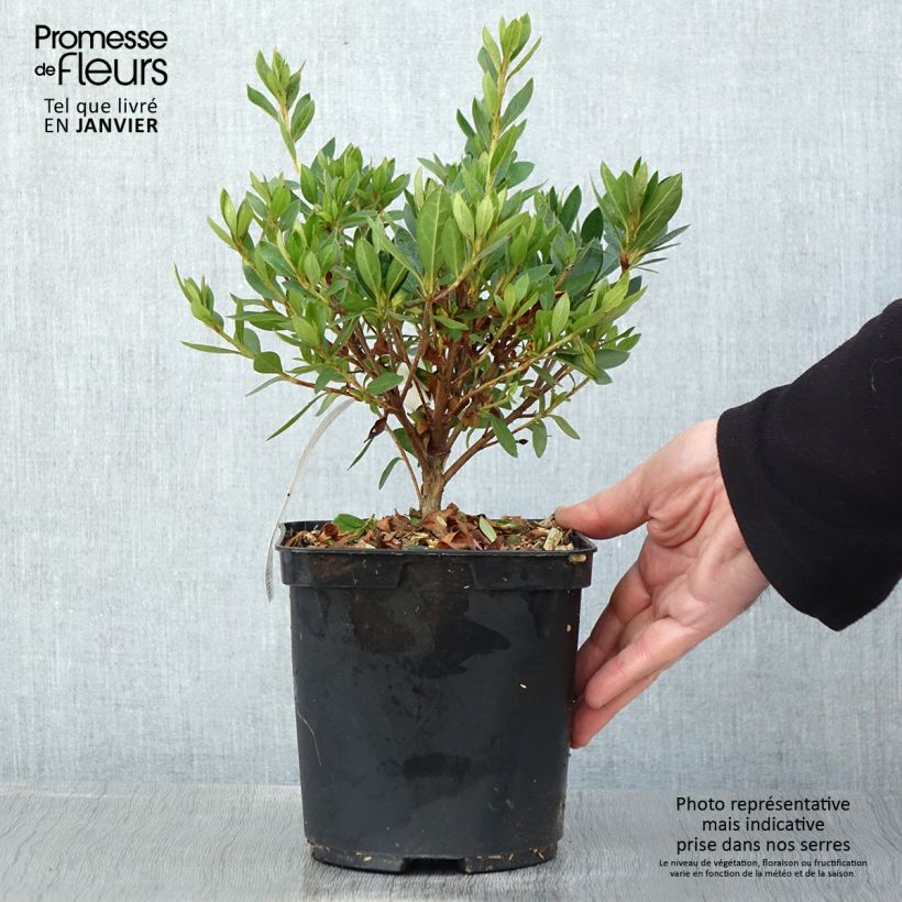 Azalée japonaise Melle - Rhododendron hybride Pot de 2L/3L esemplare consegnato in inverno