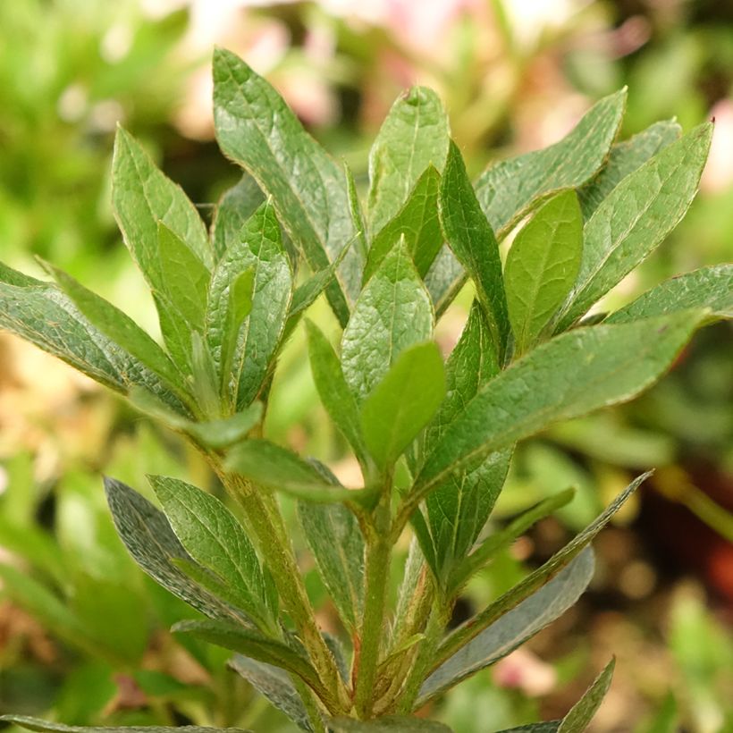 Azalea japonica Melle (Fogliame)