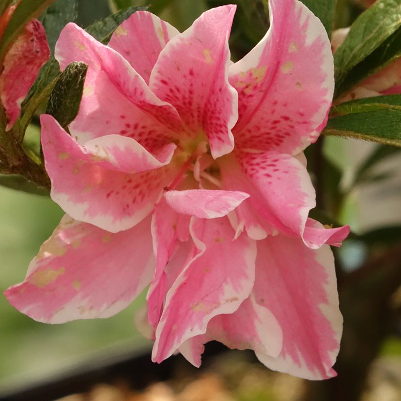 Azalea japonica Melle (Fioritura)