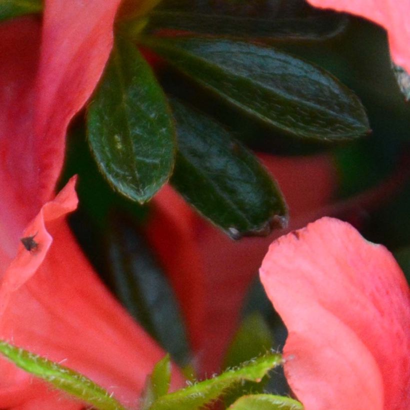 Azalea japonica Tamanini (Fogliame)