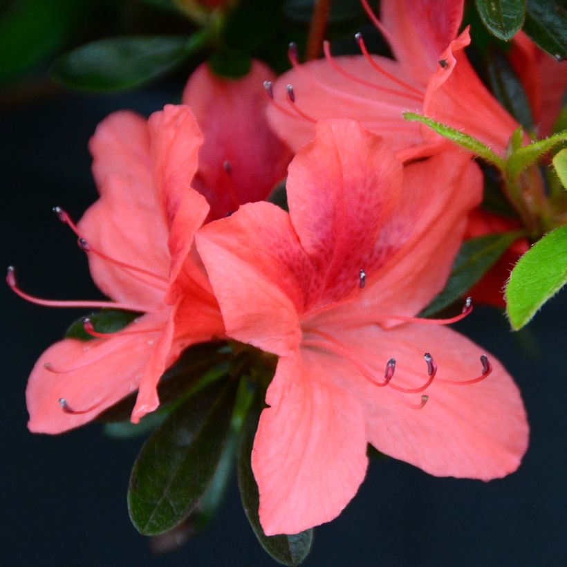 Azalea japonica Tamanini (Fioritura)