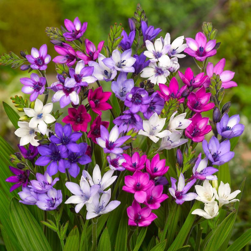 Babiana stricta (Fioritura)