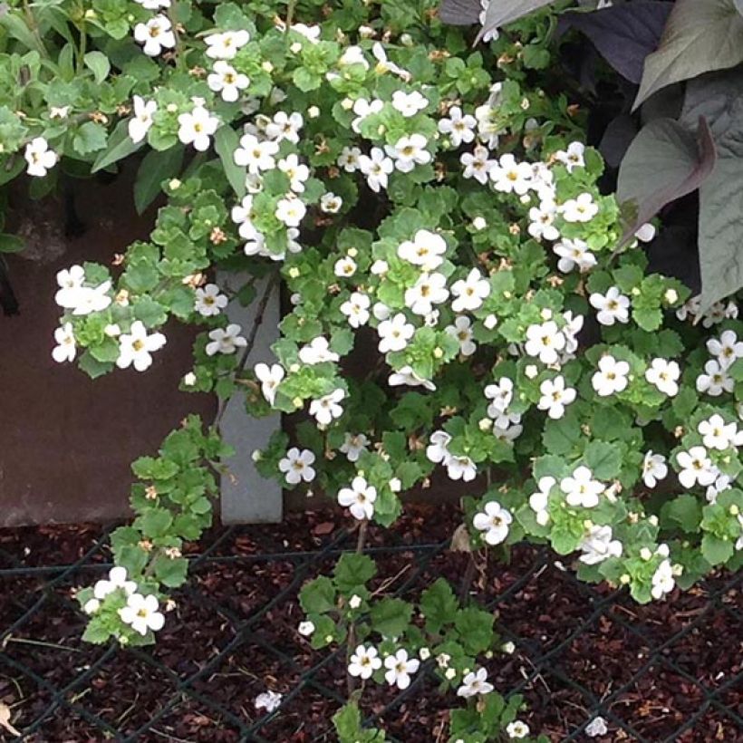 Bacopa Gulliver Dynamic White (Porto)