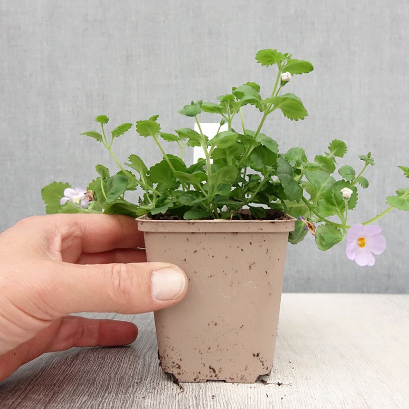 Bacopa Gulliver Blue Sensation  - Pot de 10 cm/11cm esemplare consegnato in primavera