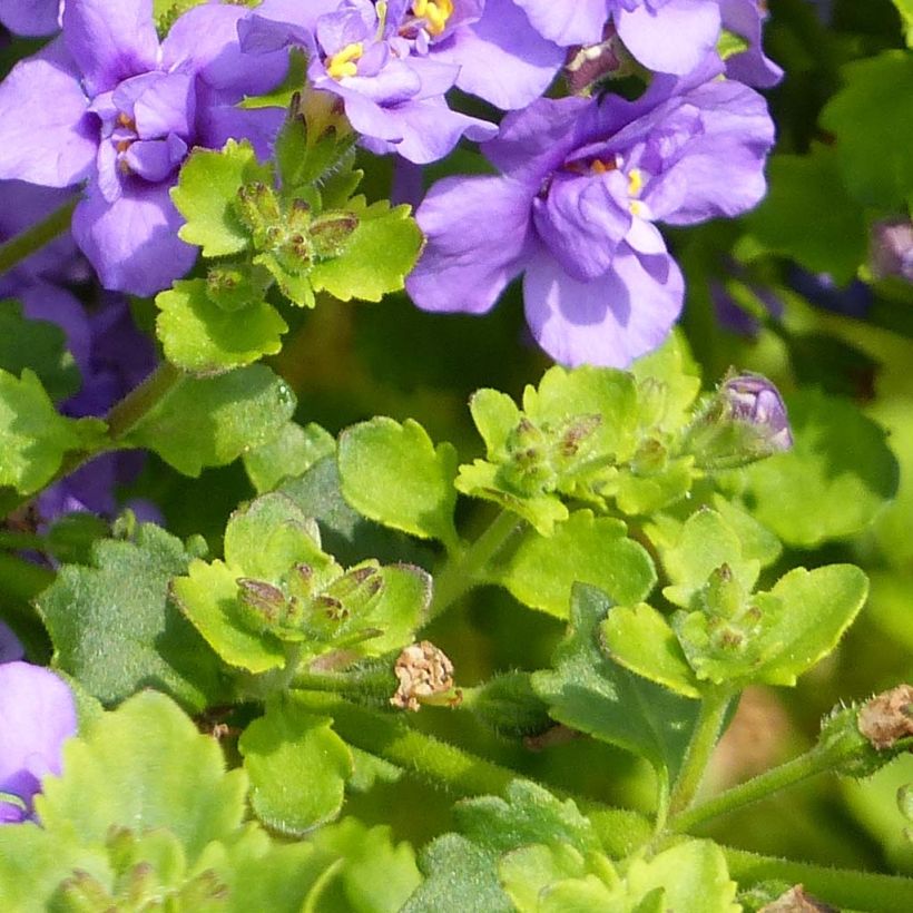 Bacopa Scopia Double Indigo (Fogliame)