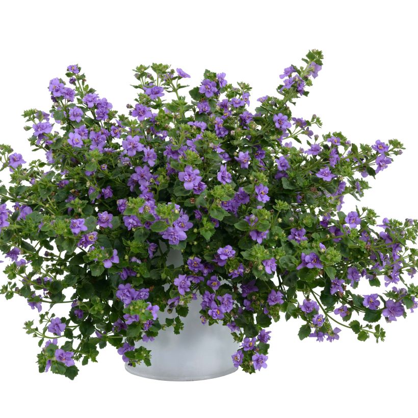 Bacopa Scopia Double Indigo (Porto)