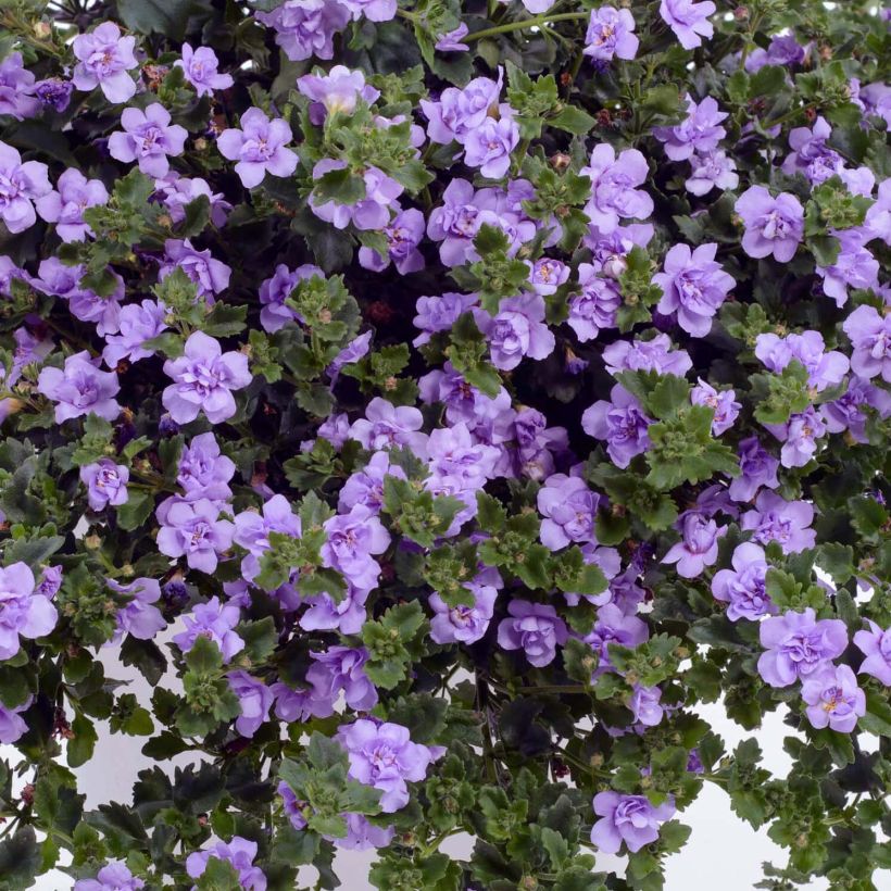 Bacopa Scopia Double Lavender (Fioritura)