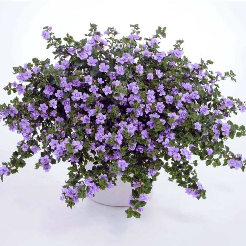 Bacopa Scopia Double Lavender (Porto)