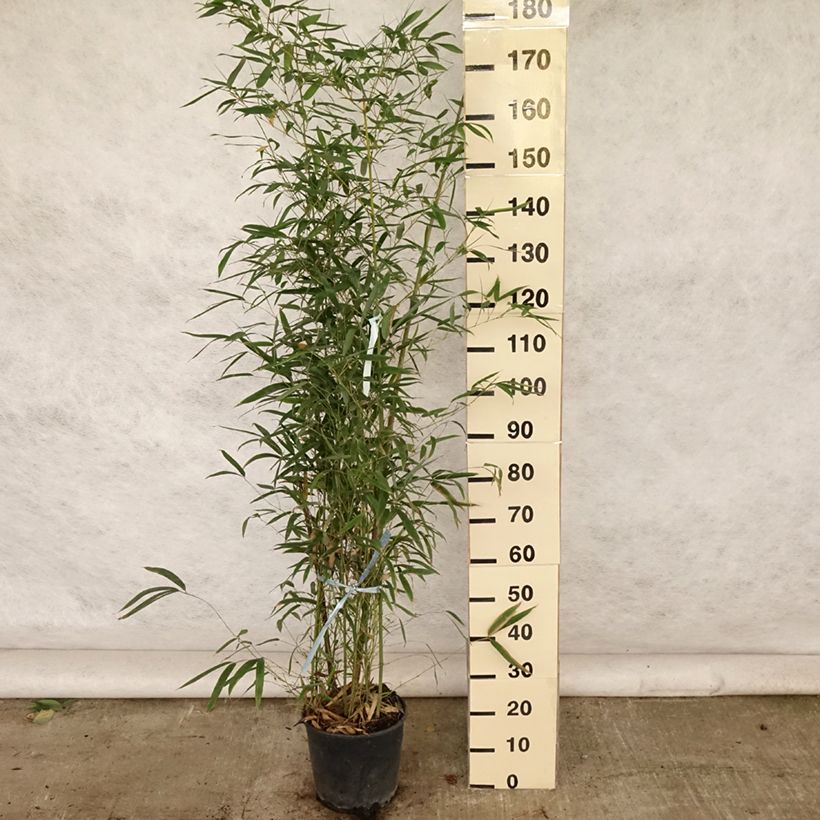 Esemplare di Bambou doré - Phyllostachys aurea en pot de 12L/15L 150/170 cm consegnato in estate