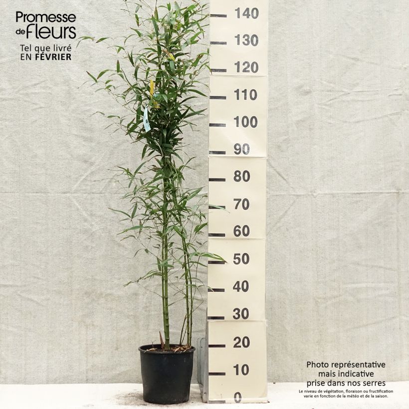 Bambou doré - Phyllostachys aurea Koï Pot de 4/5L esemplare consegnato in inverno