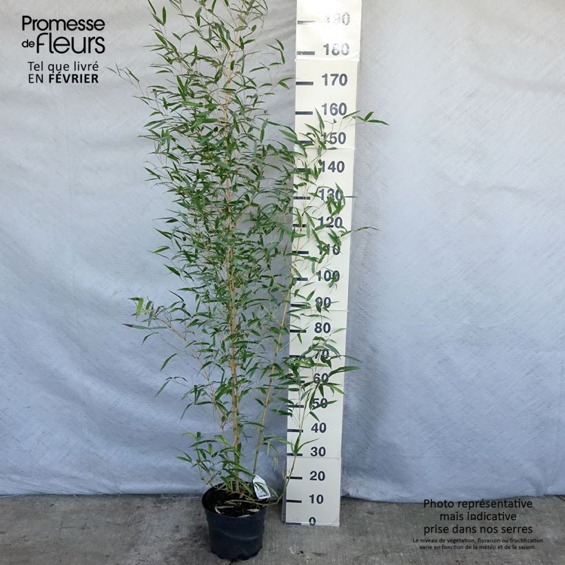 Bambou jaune - Phyllostachys aureosulcata Aureocaulis pot de 4/5L 150/175cm esemplare consegnato in inverno