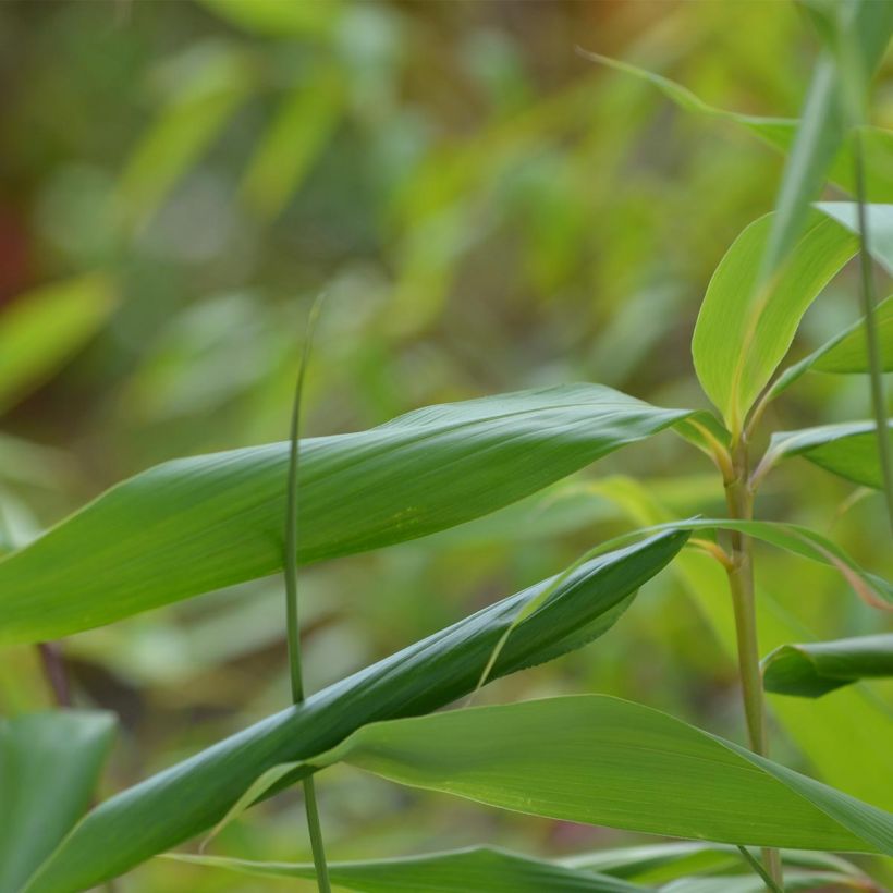 Pseudosasa japonica - Bambusa Metake (Fogliame)