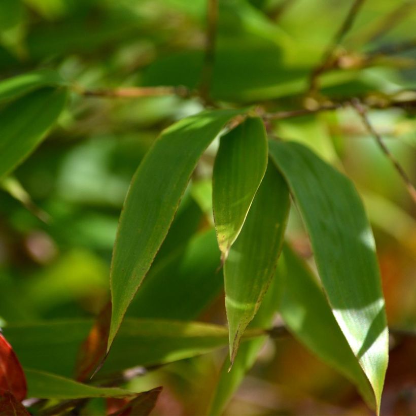 Phyllostachys nigra - Bambù nero (Fogliame)