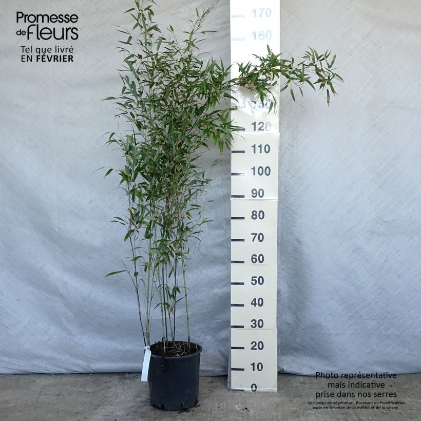 Bambou noir - Phyllostachys nigra en pot de 7,5L esemplare consegnato in inverno