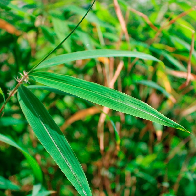 Fargesia yunnanensis (Fogliame)