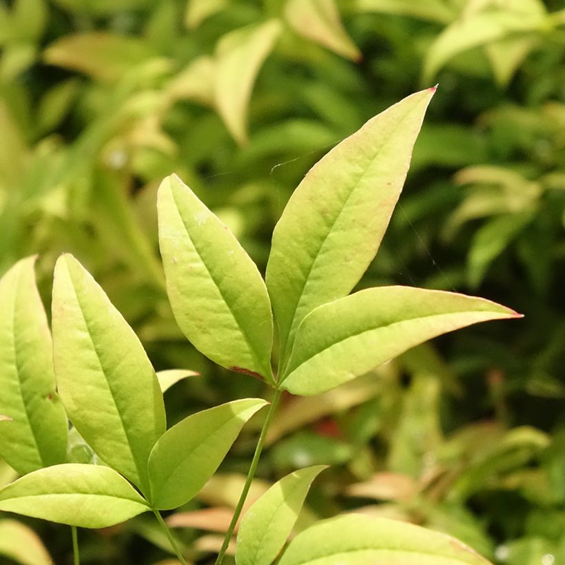 Nandina domestica Moon Bay (Fogliame)