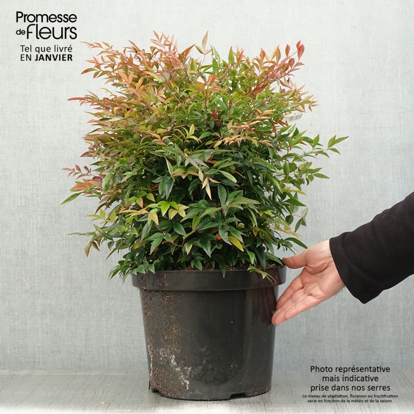 Bambou sacré - Nandina domestica Sienna Sunrise Pot de 7,5L/10L esemplare consegnato in inverno