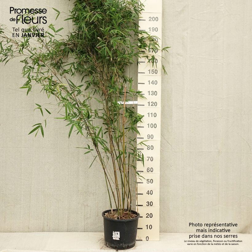 Bambusa glaucescens Multiplex - Bambou moyen - en pot de 12L/15L esemplare consegnato in inverno