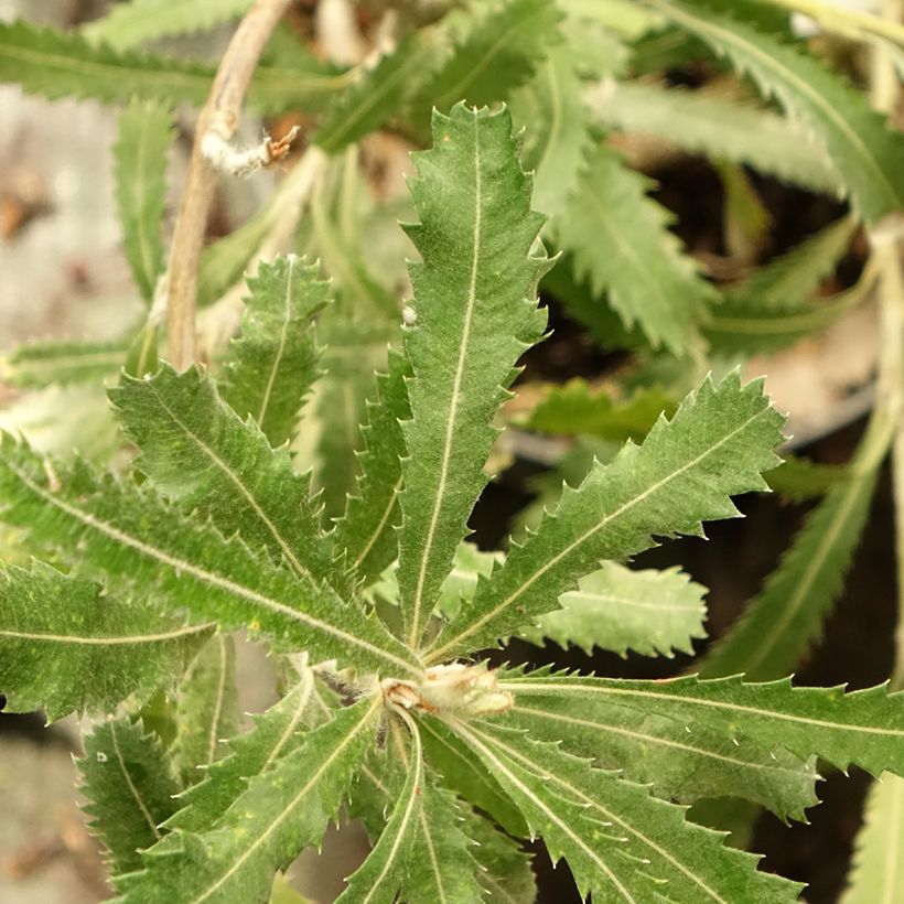 Banksia serrata (Fogliame)