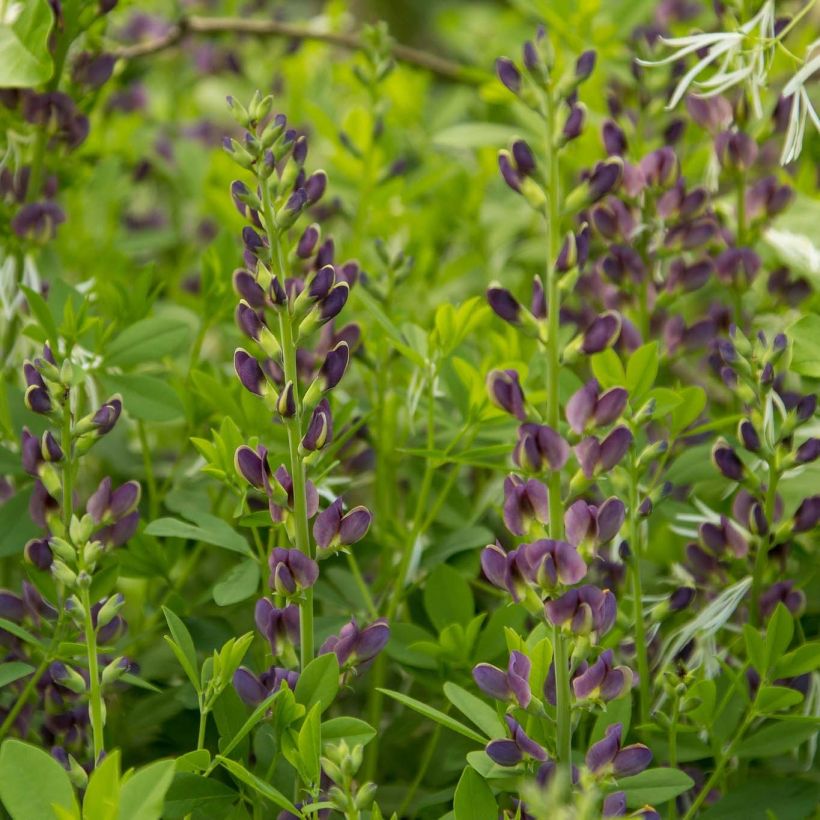 Baptisia australis var. minor Dark Blue - Indaco falso blu (Fioritura)