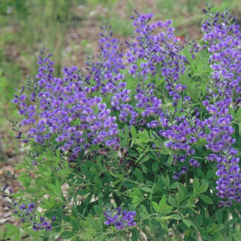 Baptisia Decadence Blueberry Sundae - Indaco falso (Fioritura)