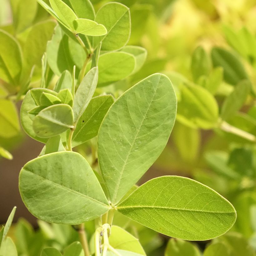 Baptisia alba (Fogliame)