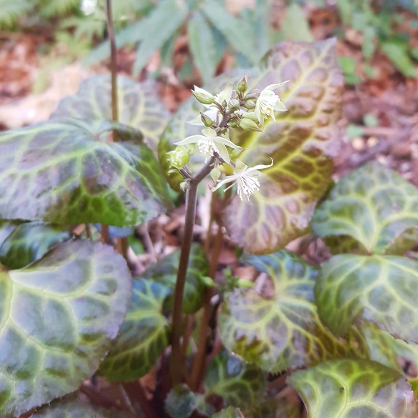 Beesia calthifolia (Fioritura)