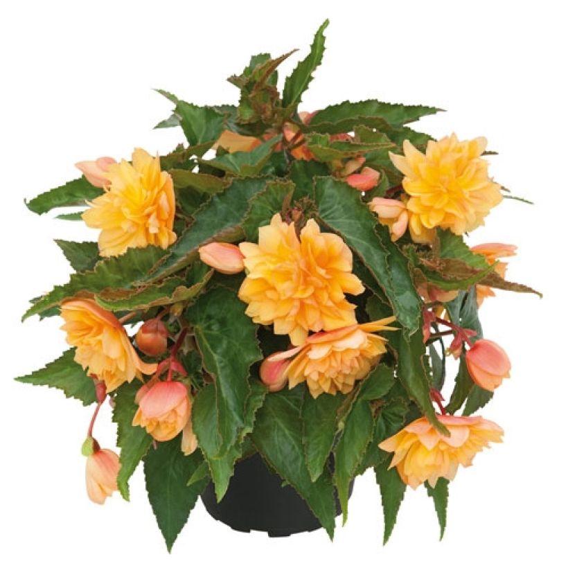 Begonia Belleconia Mango (Porto)