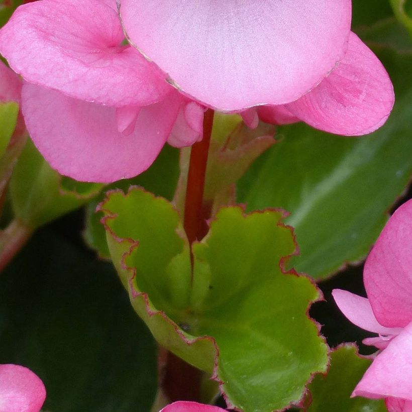 Begonia Big F1 Pink Green Leaf (Fogliame)