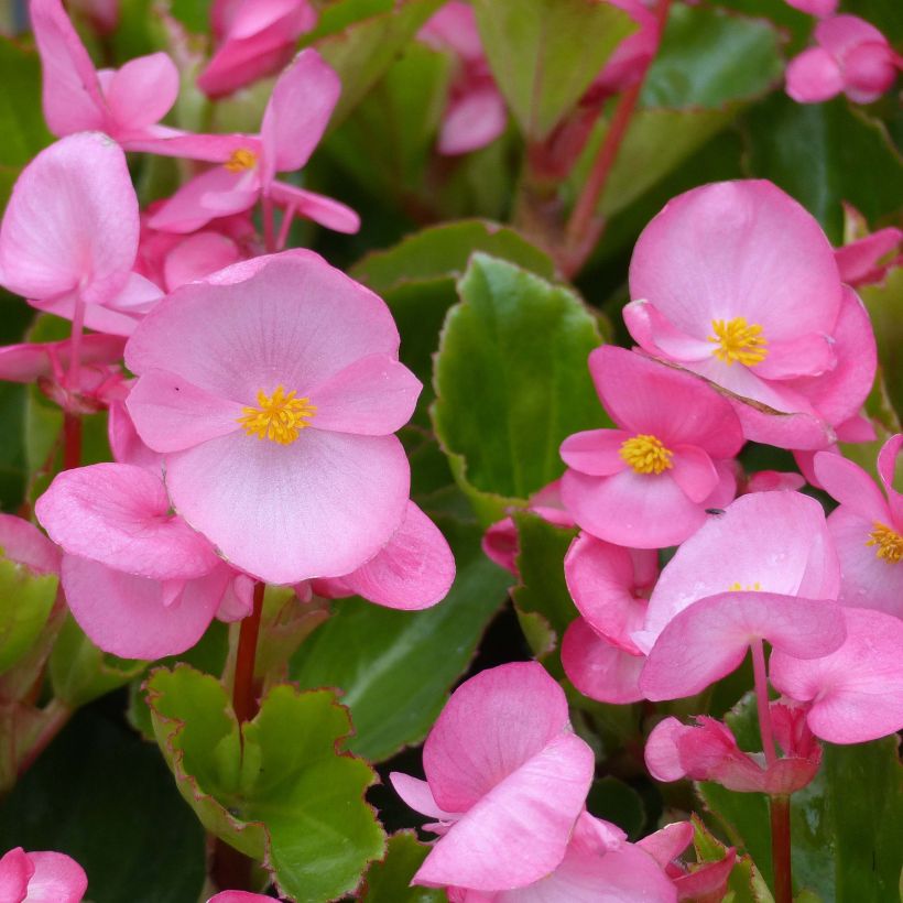 Begonia Big F1 Pink Green Leaf (Fioritura)