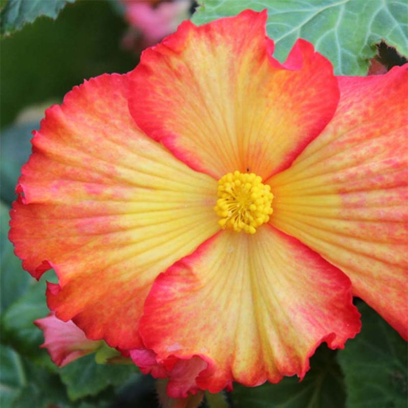 Begonia Yellow-Red (Fioritura)