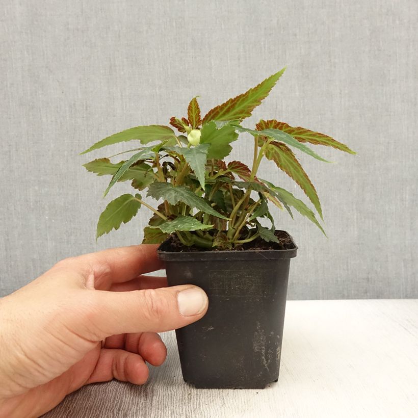 Bégonia retombant Belleconia Citrus  - Pot de 10 cm/11cm esemplare consegnato in primavera