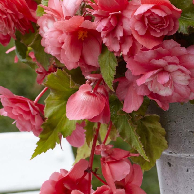 Begonia odorata Mix (Fogliame)