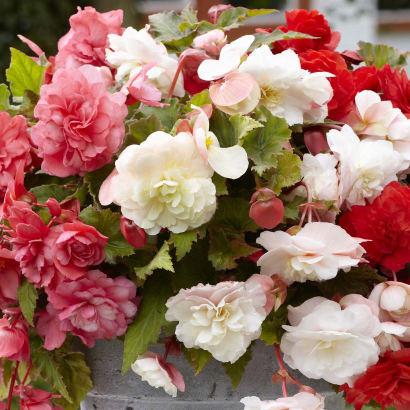 Begonia odorata Mix (Fioritura)