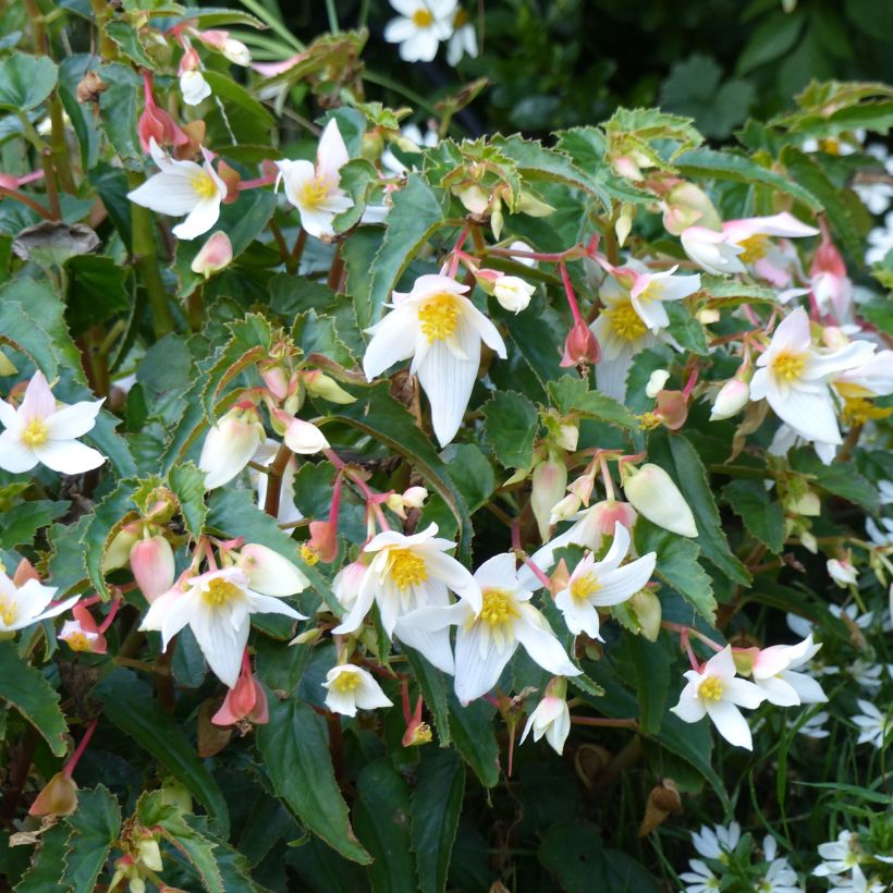 Begonia Summerwings White Elegance (Fioritura)