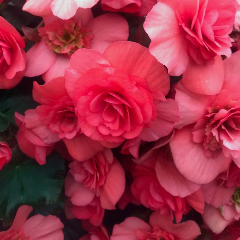 Begonia Sunbrero Dark Pink (Fioritura)