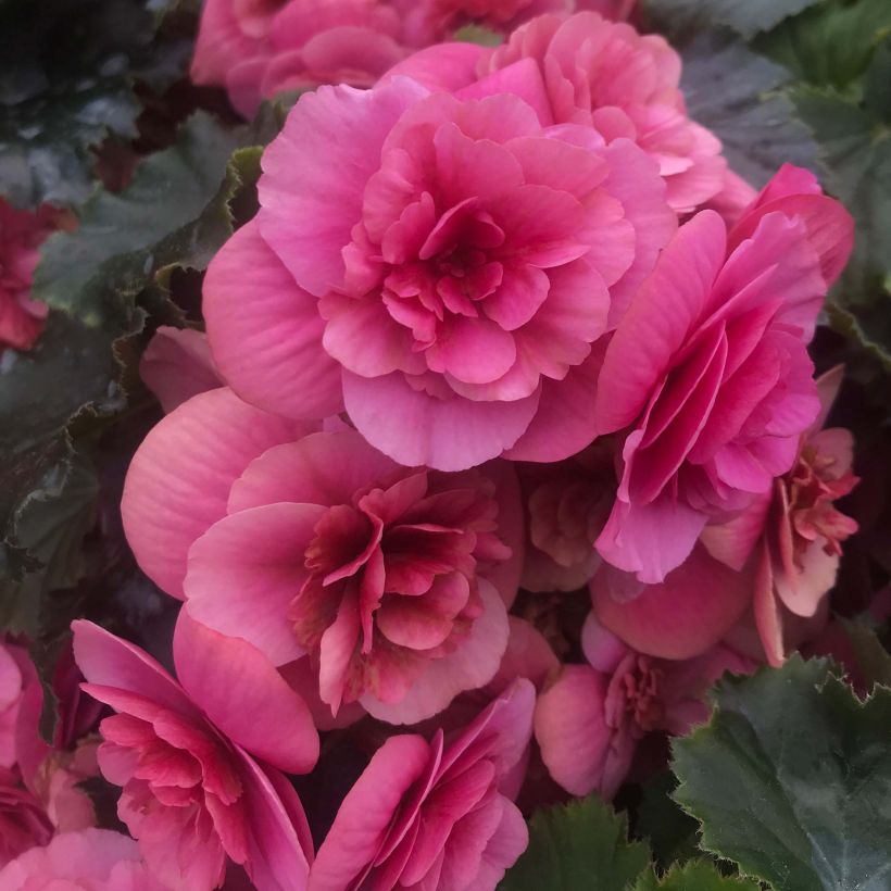 Begonia Sunbrero Pink (Fioritura)