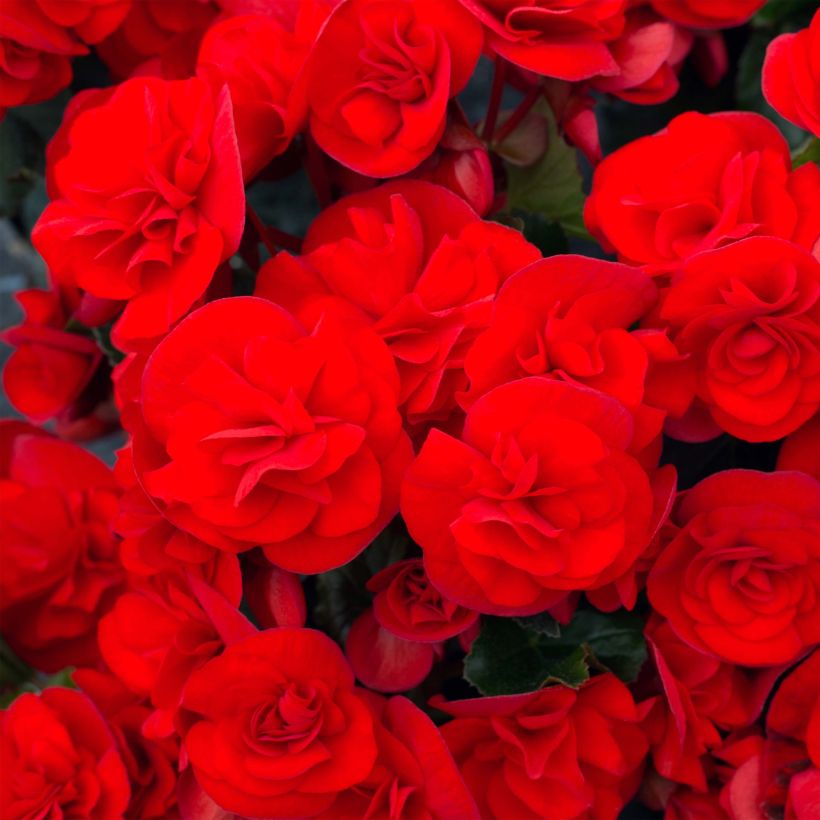 Begonia Sunbrero Red (Fioritura)