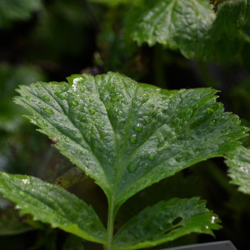 Geum Cosmopolitan (Fogliame)