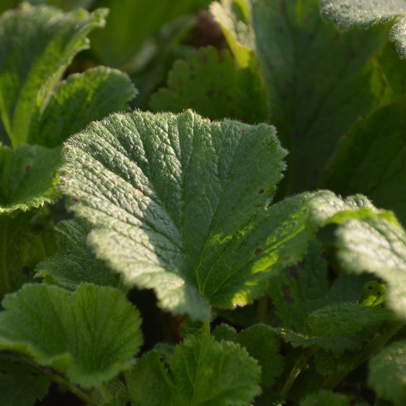 Geum rivale Mai tai (Fogliame)