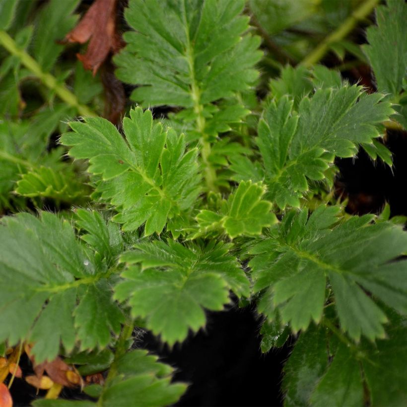 Geum triflorum (Fogliame)