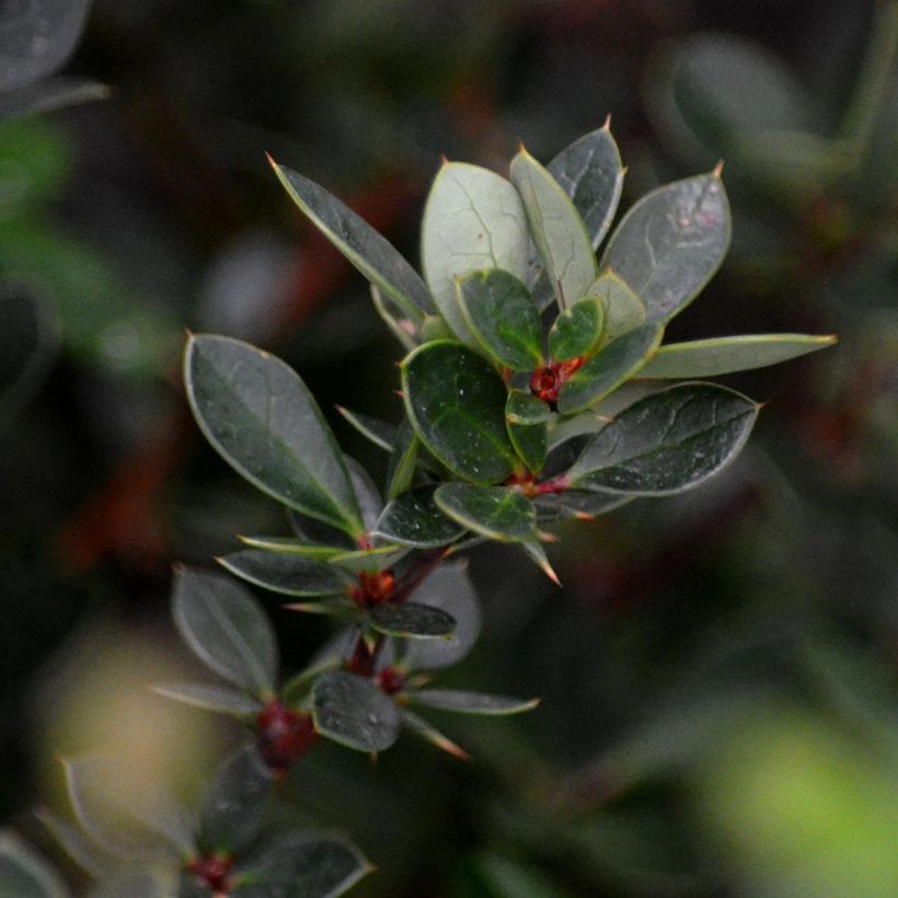 Berberis buxifolia Nana - Calafate (Fogliame)